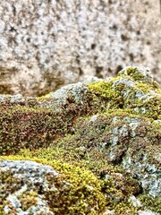 A close up of moss growing on a rock