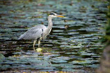 A grey heron (Ardea cinerea) searching for food in a pond, Japan.