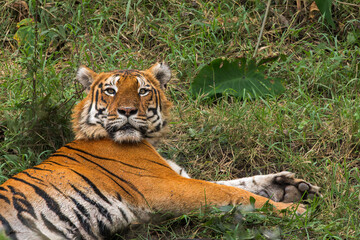 A Closeup of a male tiger from the Indian Forest
