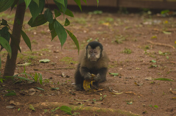 baboon sitting on the ground