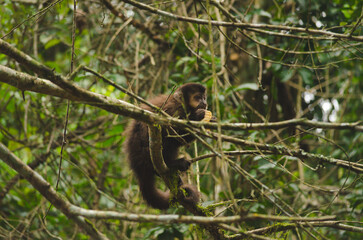 Close up of a monkey