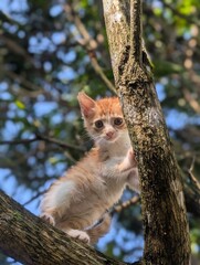 Ginger cat of a funny beautiful with green eyes on the tree photoshoot Portrait of a sad and happy pet