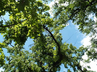 blue sky and tree