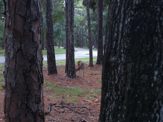 deer in the forest