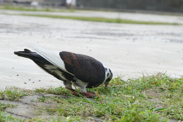 Black and white dove walking in the afternoon
