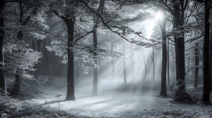 Obraz premium Sunbeams pierce misty, snow-covered forest path.