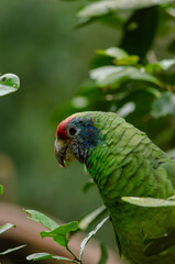 blue and green macaw ara