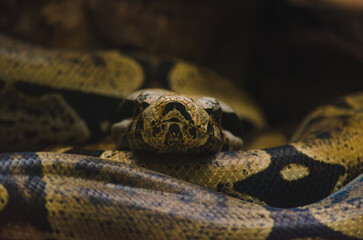 close up of a python
