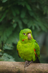 green winged macaw
