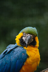 blue and gold macaw
