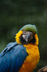 blue and gold macaw on the tree