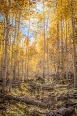 Aspens in the fall