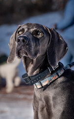 Weimaraner in the sun