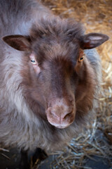 Fototapeta premium Farm Animal in a Barn