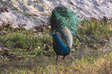 Fototapeta premium peacock in the woods