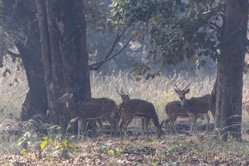 Spotted deer in the woods