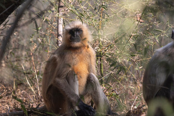 Langur monkey in India