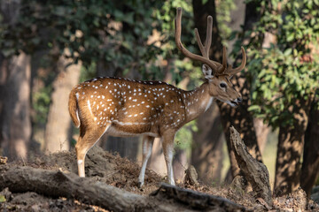 Spotted deer in the woods