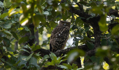 Owl in India
