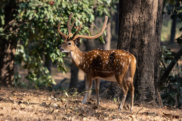 Spotted deer in the woods