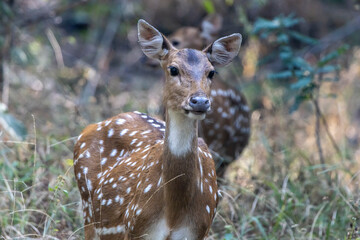 deer in the forest