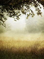 Obraz premium Peaceful Misty Morning in Tranquil Meadow with Sunlit Trees : Generative AI