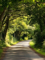 Fototapeta premium Dappled Sunlight on a Treelined Path Creating a Serene Woodland Escape : Generative AI
