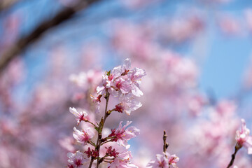 柔らかな春の日差しを浴びる桜の花