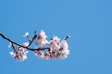 青空に映える桜の枝