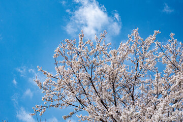 青空に映える満開の桜と白い雲