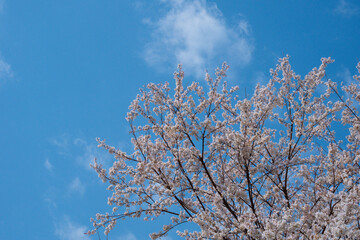 青空と白い雲を背景に満開の桜の木