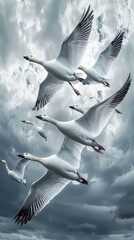 Snow Geese in Flight Against Dramatic Cloudy Sky