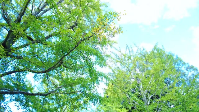 POV, dolly shot of walking on the green ginkgo biloba tree avenue. 4K