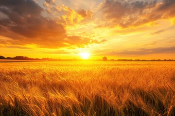 Obraz premium Golden wheat field at sunset; vibrant sky. Perfect for agriculture, harvest, and nature themes; evokes warmth and abundance.