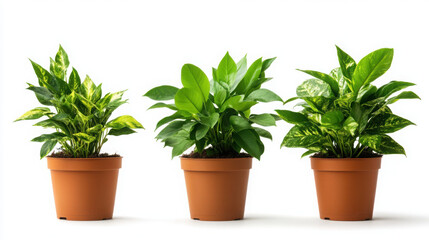 Obraz premium Three vibrant potted plants adding greenery to any space.