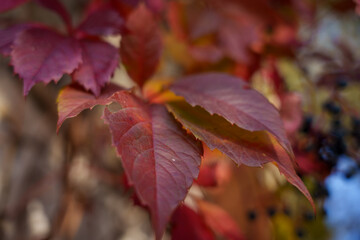Close-up of red autumn leaves with soft focus background