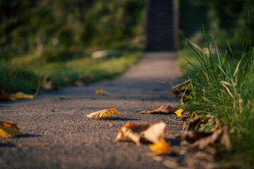 Close-up of autumn leaves on pathway with green grass