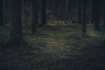 Moss-covered forest floor with tree trunks in twilight