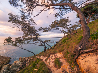 Coastal Morning with Trees on Headland