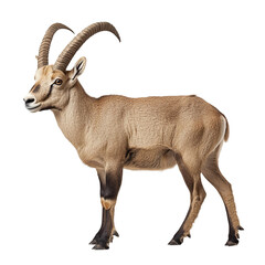 Fototapeta premium Angled view full body shot of an extremely perfect looking single Ibex animal isolated on a white transparent background