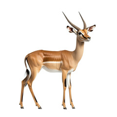 Fototapeta premium Angled view full body shot of an extremely perfect looking single Impala animal isolated on a white transparent background