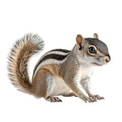 Fototapeta premium Angled view full body shot of an extremely perfect looking single Indian Palm Squirrel animal isolated on a white transparent background