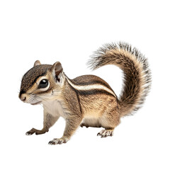 Fototapeta premium Angled view full body shot of an extremely perfect looking single Indian Palm Squirrel animal isolated on a white transparent background