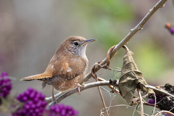 A northern house wren (Troglodytes aedon) in a patch of beautyberry and other plants in Tarpon Springs, Florida