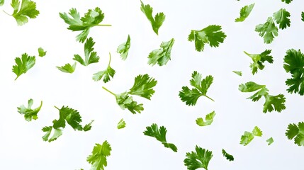 Falling Coriander leaves isolated on a white background