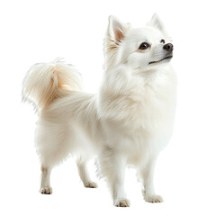 Obraz premium Angled view full body shot of an extremely perfect looking single Japanese Spitz animal isolated on a white transparent background
