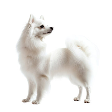 Angled view full body shot of an extremely perfect looking single Japanese Spitz animal isolated on a white transparent background