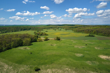 Naklejka premium Agricultural cultivated field in summer season with growing crops. Green farm fields. Farming and agriculture industry