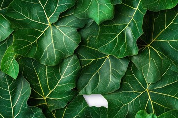 Lush green leaves background texture.