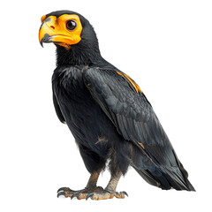 Obraz premium Angled view full body shot of extremely perfect looking single Keagle animal isolated on a white transparent background